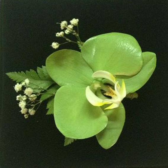 Orquídea Verde Limon - Florería San Isidro