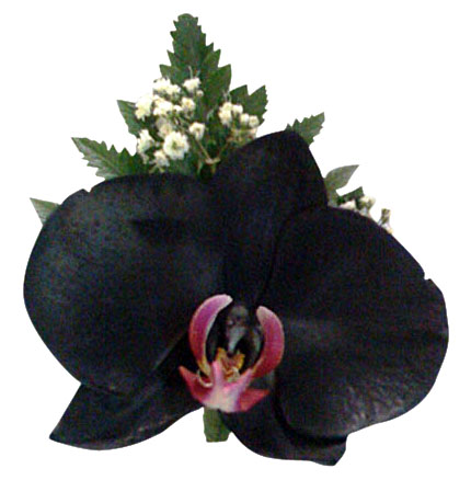 Orquídea Negra - Florería San Isidro