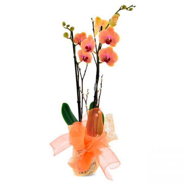 Orquideas Fiesta de Promoción