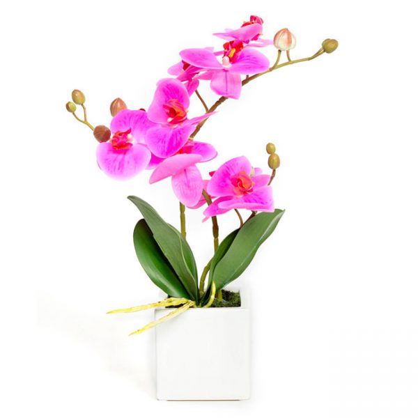 Plantas Orquideas