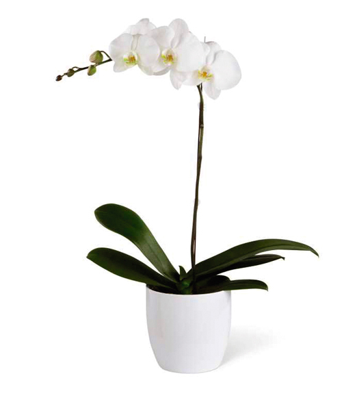 Planta de Orquídea Blanca - Florería San Isidro
